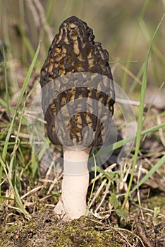 Morel mushroom