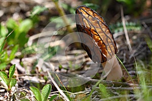 Morel mushroom