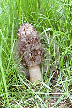 Morel mushroom