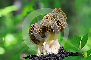 morel mushroom