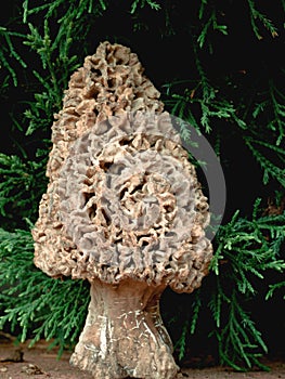 Morel Mushroom