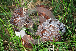 Morel mushroom