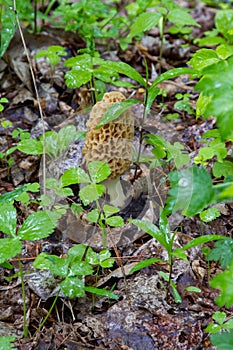 Morel mushroom