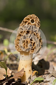 Morel mushroom