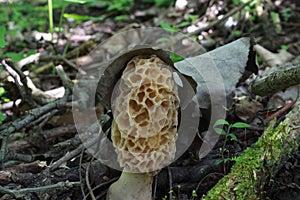 Morel Mushroom