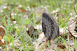 Morel mushroom