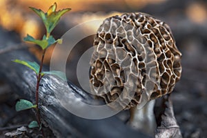 Morel Mushroom in forest