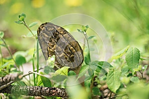 Morel mushroom in the forest