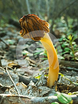 Morel mushroom in the forest with soft focus