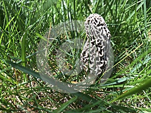 Morel mushroom in a grassy yard