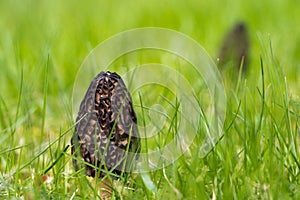 The morel mushroom. Green grass