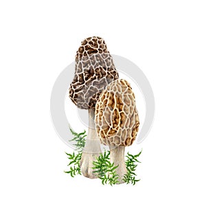 Morel mushroom group with green moss. Watercolor illustration. Hand drawn morchella fungus natural element. Forest