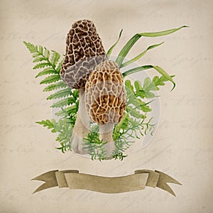 Morel mushroom group vintage style decor. Watercolor illustration. Hand drawn morchella fungus natural element. Forest