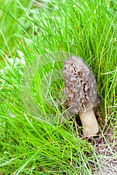 Morel mushroom growing in the grass