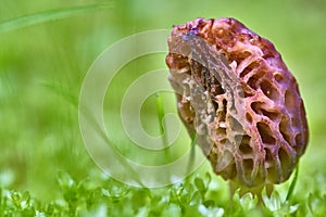 Morel Mushroom Growing in Grassy Patch. color