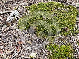 Morel mushroom growing in its natural environment