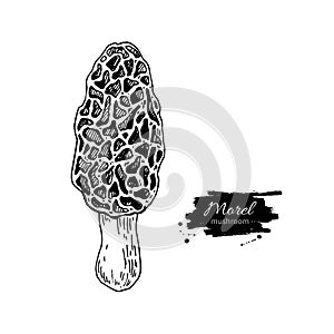 Morel mushroom hand drawn vector illustration. Sketch food