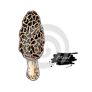 Morel mushroom hand drawn vector illustration. Sketch food drawing