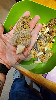 Morel Mushroom Hand Size