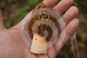 Morel mushroom on hand top view