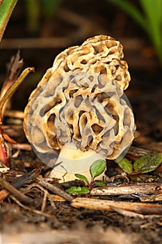 Morel Mushroom Illinois