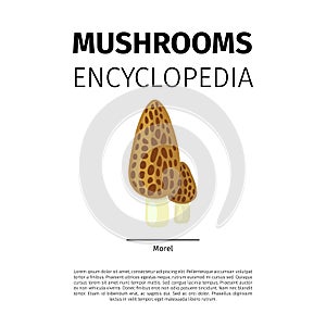 Morel mushroom illustration