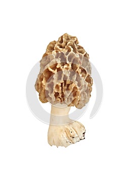 Morel mushroom isolated