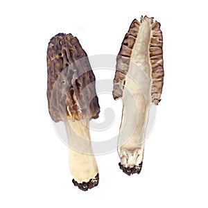 Morel mushroom isolated