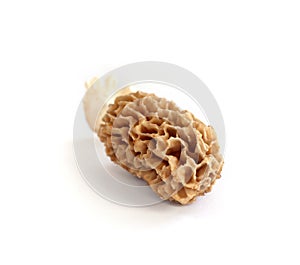 Morel mushroom isolated on white