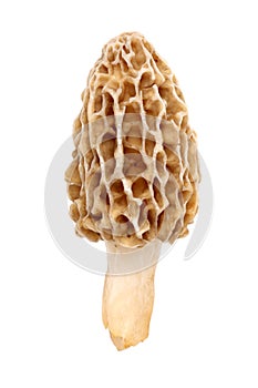 Morel mushroom isolated on white