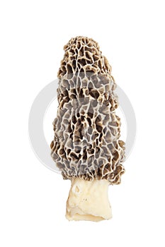 Morel mushroom isolated on white