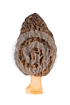 Morel mushroom isolated on white background