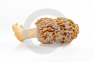 Morel mushroom isolated on white background