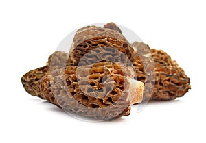 Morel mushroom Morchella