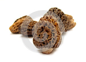 Morel mushroom Morchella