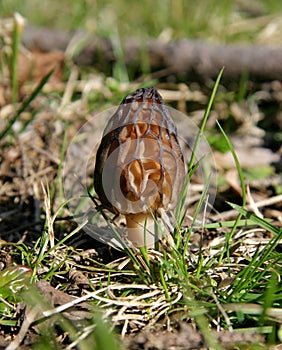 Morel mushroom Morchella