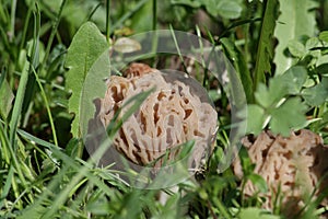 Morel mushroom, Morchella