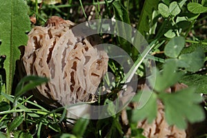 Morel mushroom, Morchella