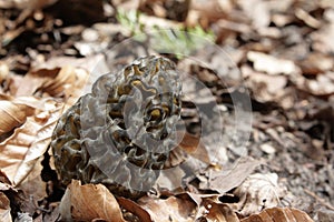 Morel mushroom, Morchella