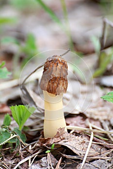 Morel mushroom, morchella conica, morchella elata, in the natural forest background