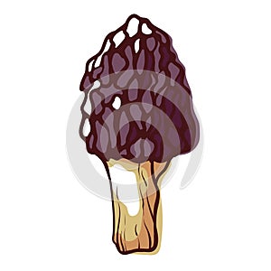 Morel mushroom, morchella, edible sac fungi icon