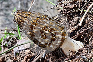 Morel mushroom in natural habitat