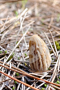 Morel Mushroom in nature