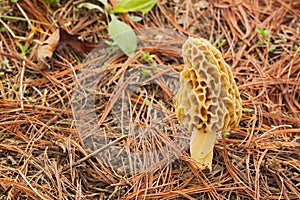 Morel mushroom and pine needles