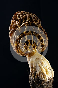 Morel mushroom with pronounced texture close-up