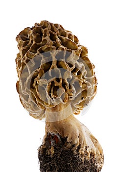 Morel mushroom with pronounced texture close-up