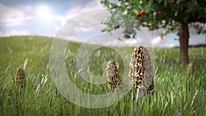 Morel Mushroom Scene