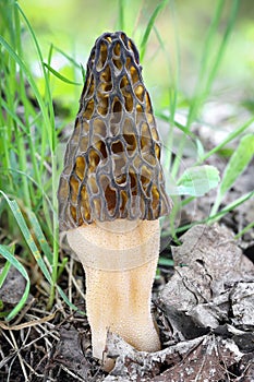 Morel mushroom in spring forest with green grass background