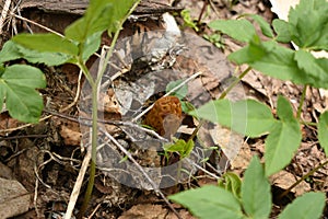 Morel Mushroom under green grass