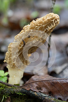 Morel mushroom unpicked with snail.